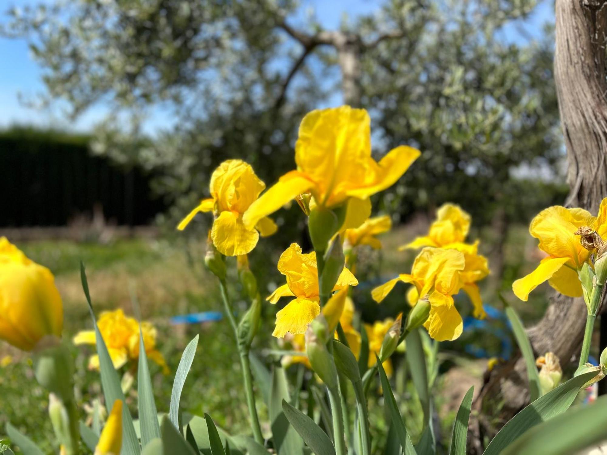 Villa Rustica En La Alpujarra - La Gualalla - Soportujar Carataunas エクステリア 写真